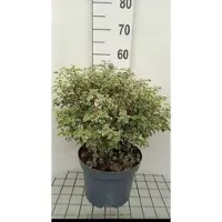 GRDplanten Pittosporum ten. 'Variegatum' - Australische Laurier 50- 60 cm in pot