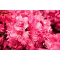 GRDplanten Azalea japonica - Rood/Rouge - Azalea 50- 60 cm in C10 pot