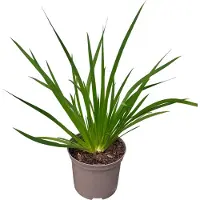 GRDplanten Libertia grandiflora - Libertia met grote bloemen - Pot van 2 liter