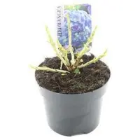 GRDplanten Hydrangea macr. blauw/bleu - Hortensia 40- 60 cm in pot