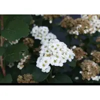 GRDplanten 2 x Spiraea bet. 'Tor' - Spierstruik , Sneeuwspirea 30- 40 cm in pot
