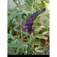 GRDplanten 2 x Buddleja dav. 'Black Knight' - Vlinderstruik 60- 80 cm in pot