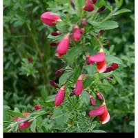 GRDplanten Cytisus (s) 'Burkwoodii' - Brem 40- 60 cm in pot