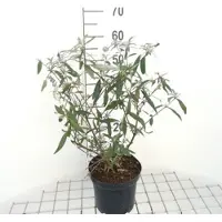 GRDplanten 2 x Buddleja dav. 'Summer Bird Sky Blue' - Vlinderstruik 30- 40 cm in pot