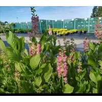 GRDplanten Clethra aln. 'Ruby Spice' - Schijnsels 30- 40 cm in pot