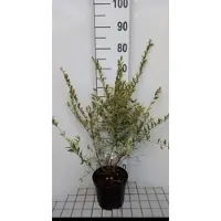 GRDplanten 2 x Ligustrum ibota 'Musli' - Ligustrum 20- 30 cm in pot