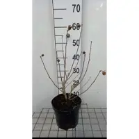 GRDplanten 2 x Hibiscus syr. 'Eleonore' - Tuinhibiscus, Altheastruik , Heemstroos 40- 60 cm in pot
