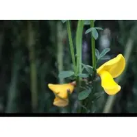 GRDplanten 2 x Cytisus (s) 'Vanesse' - Brem, Geitenklaver 40- 60 cm in pot