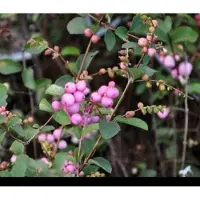 GRDplanten 2 x Symphoricarpos d. 'Mother of Pearl' - Sneeuwbes 50- 60 cm in pot