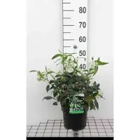 GRDplanten 2 x Viburnum dav. 'Angustifolium' - Sneeuwbal 20- 25 cm in pot