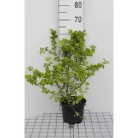 GRDplanten Physocarpus opulif. 'Tilden Park' - Blaasspirea 40- 60 cm in pot