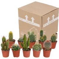 Planteda Cactus mix 5,5 cm | 10 stuks