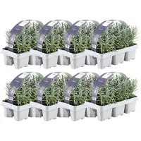 Frank GmbH Blauwe Geurlavendel, 48 planten *Lavandula angustifolia* - Winterharde lavendelplanten - Echte lavendel - Tuinplanten - 48 x Ø7 cm - 15 cm
