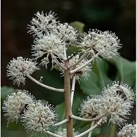 GRDplanten Fatsia japonica (aralia_sieboldii) - Vingerplant 40- 60 cm in pot