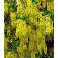 GRDplanten Laburnum wat. 'Vossii' - Bastaard Goudenregen , Grootbloemige Goudenregen 40- 60 cm in pot