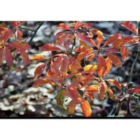 GRDplanten Enkianthus campanulatus - Pronkklokje , Japanse Klokjesstruik 60- 80 cm in pot