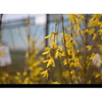 GRDplanten 2 x Forsythia int. 'Spectabilis' - Chinees Klokje 50- 60 cm in pot
