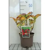 GRDplanten 2 x Hydrangea macr. 'Red Baron' ( 'sch. bautznerin') - Hortensia 25- 30 cm in pot