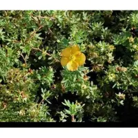 GRDplanten Potentilla frut. 'Tangerine' - Struikganzerik, Heesterganzerik, Vijfvingerkruid 25- 30 cm in pot