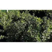 GRDplanten 2 x Euonymus fort. 'Em. Gaiety' - Kardinaalshoed, Kardinaalsmuts , 40- 50 cm in pot