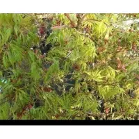 GRDplanten Acer palm. 'Dissectum' - Japanse Esdoorn 40- 50 cm in pot