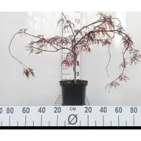 GRDplanten Acer palm. 'Inaba Shidare' - Japanse Esdoorn 'Inaba Shidare' 40- 50 cm in pot