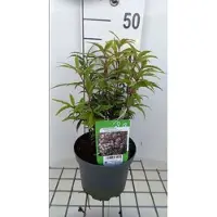GRDplanten 2 x Sarcococca hook. 'Digyna' - Vleesbes, Zoete Buxus 20- 25 cm in pot
