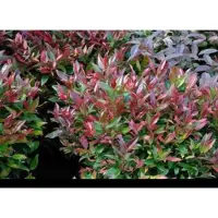 GRDplanten Leucothoe 'Zeblid' ('scarletta') - Druifheide 40- 50 cm in pot