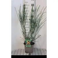 GRDplanten 2 x Cytisus (s) 'Andreanus Splendens' - Brem , Geitenklaver 40- 60 cm in pot