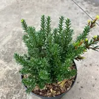 GRDplanten Podocarpus nivalis 'Jalako Red' - Podocarpus | 20-30 cm pot