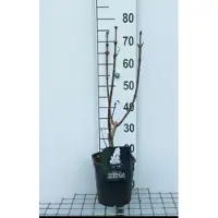 GRDplanten Syringa vulg. 'Beauty of Moscow' - Gewone Sering 50- 60 cm in pot