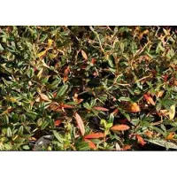 GRDplanten Berberis julianae - Zuurbes 40- 60 cm in pot