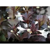 GRDplanten Weigela hybr. 'Black And White' ('courtacad01') - Weigela, Weigelia 30- 40 cm in pot