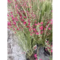 GRDplanten Cytisus (s) 'Boskoop Ruby' - Brem , Geitenklaver 40- 60 cm in pot