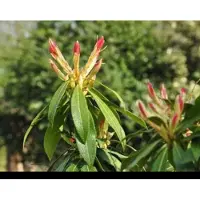 GRDplanten Pieris hybr. 'Forest Flame' - Rotsheide 'Forest Flame' , Lavendelheide 20- 30 cm in pot