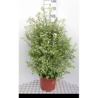 GRDplanten Pittosporum ten. 'Irene Patterson' - Australische Laurier 30- 40 cm in pot
