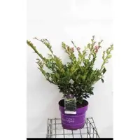GRDplanten Distylium myr. 'Linebacker' - Distylium 40- 50 cm in pot