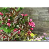 GRDplanten Weigela flor. 'Wine&roses' ('alexandra') - Weigela, Weigelia 40- 50 cm in pot