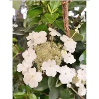 GRDplanten Hydrangea seemannii - Klimhortensia40-50 cm | pot