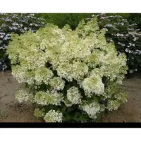 GRDplanten Hydrangea pan. 'Bobo' - Pluimhortensia 60- 80 cm in pot