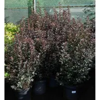 GRDplanten Physocarpus opulif. 'Little devil' ('donna may') - Blaasspirea, Sneeuwbalspirea 40- 50 cm in pot