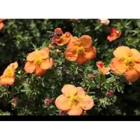 GRDplanten 2 x Potentilla frut. 'Red Ace' - Struikganzerik, Heesterganzerik, Vijfvingerkruid 20- 25 cm in pot