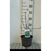 GRDplanten 2 x Aronia prun. 'Viking' - Appelbes 40- 60 cm in pot