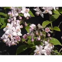 GRDplanten Deutzia hybr. 'Mont Rose' - Bruidsbloem 40- 60 cm in pot