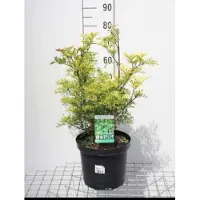 GRDplanten Sambucus nigra 'Golden Tower' - Vlier 30- 40 cm in pot