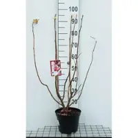GRDplanten Ribes sang. 'Pulborough Scarlet' - Ribes 50- 60 cm in pot