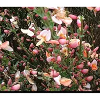 GRDplanten Cytisus (p) 'Zeelandia' - Brem , Geitenklaver 60- 80 cm in pot