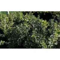 GRDplanten 2 x Euonymus jap. 'Green Spire' - Japanse Kardinaalshoed 20- 30 cm in pot