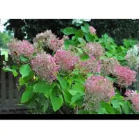 GRDplanten Hydrangea pan. 'Phantom' - Pluimhortensia 60- 80 cm in pot
