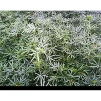 GRDplanten Choisya tern. 'White Dazzler' - Mexicaanse Oranjebloesem 30- 40 cm in pot